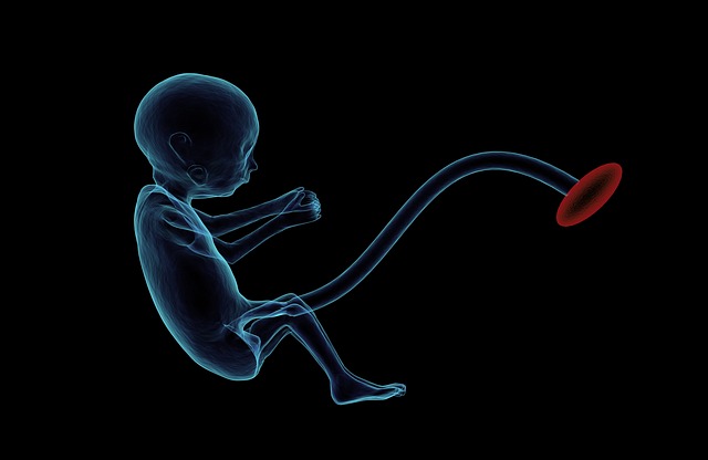 unborn human baby 