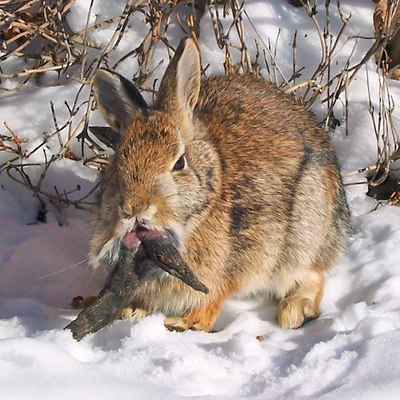 rabbit with a Shope papillomavirus infection 