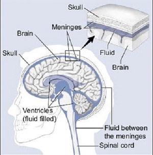 CSF flowing along the outside of the brain