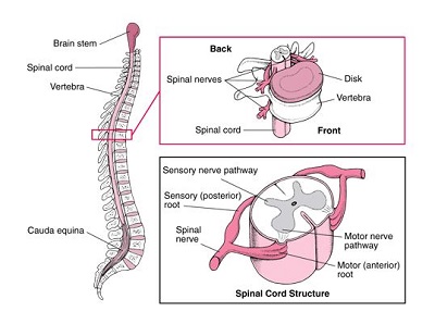 structure of the spinal cord 